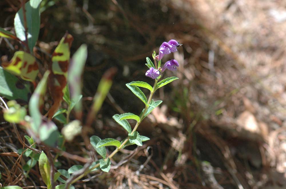 滇黄芩